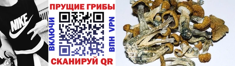 ОМГ ОМГ   Нефтеюганск  Галлюциногенные грибы Psilocybe  что такое наркотик 